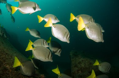 Surgeonfish