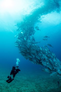 trevally Okulu