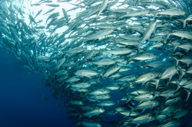 trevally Okulu