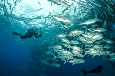 trevally Okulu