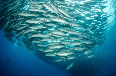 trevally Okulu