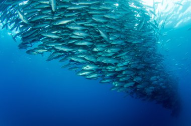 trevally Okulu