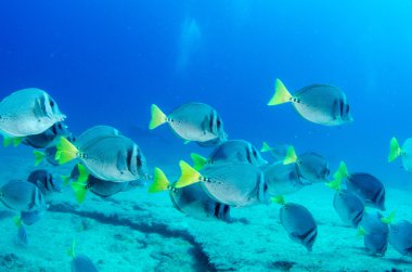 Surgeonfish