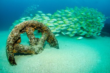 Schools of grunts and snapper from the Sea of Cortez clipart