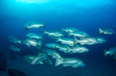 okul homurdanıyor ve cortez Deniz balığı