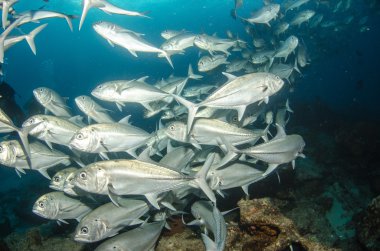 trevally Okulu