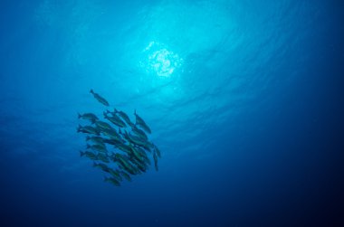 Underwater caribbean sea clipart