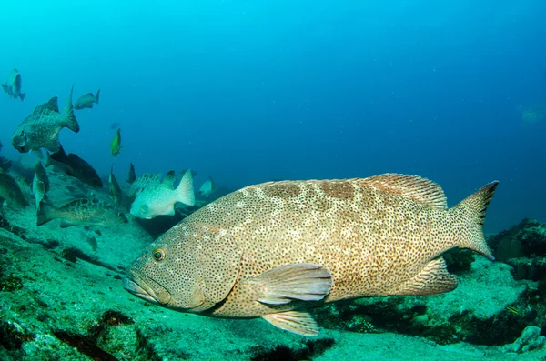 Groupers do mar de cortez — Fotografia de Stock