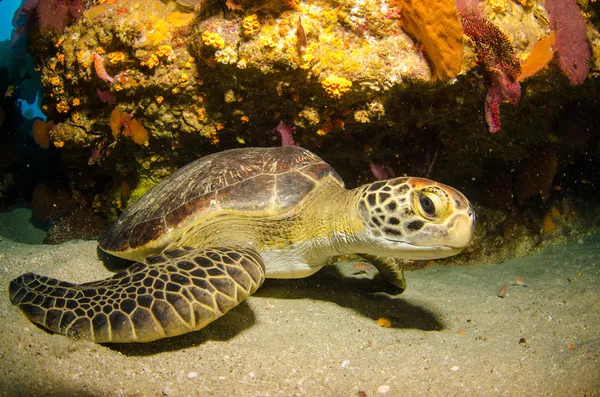 Grüne Schildkröte — Stockfoto