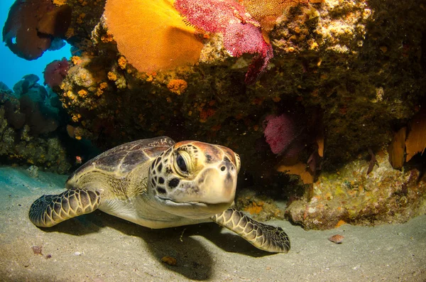 Tortuga verde — Foto de Stock