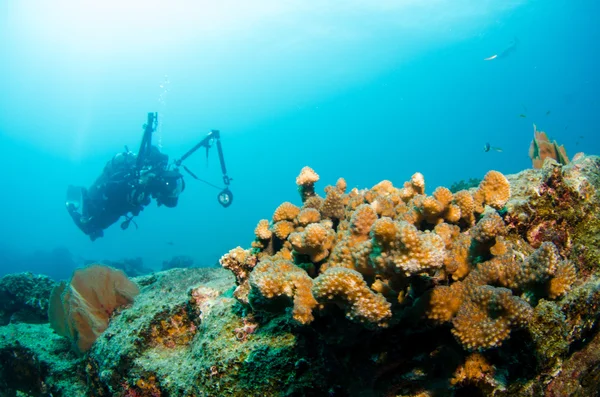 Cortez の海から岩礁 — ストック写真