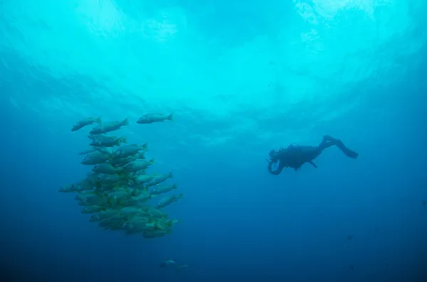 Ludzie nurkowania na Morzu Karaibskim — Zdjęcie stockowe