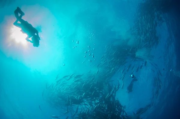 Trevally school — Stock Photo, Image