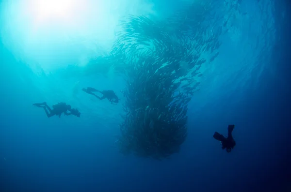 Trevally school — Stock Photo, Image