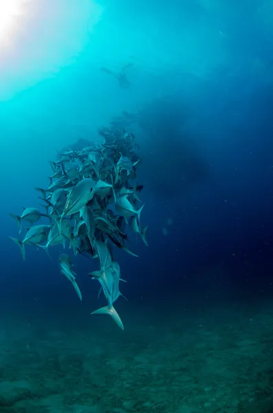 Trevally school — Stock Photo, Image