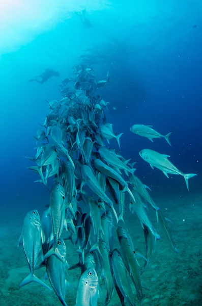 Trevally escuela — Foto de Stock