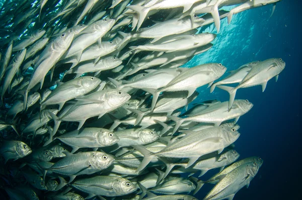 Trevally школи — стокове фото