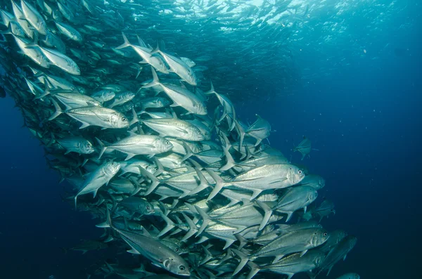 Trevally skola — Stockfoto