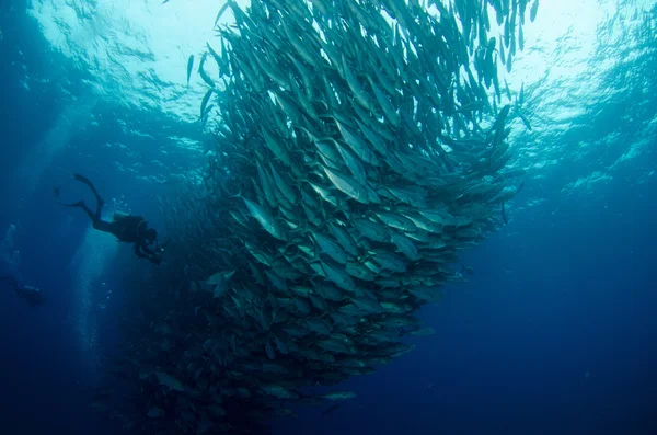 Trevally school — Stockfoto