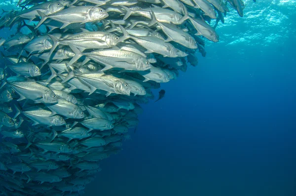 Trevally school — Stock Photo, Image