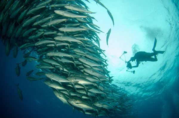 Escola de Trevally — Fotografia de Stock