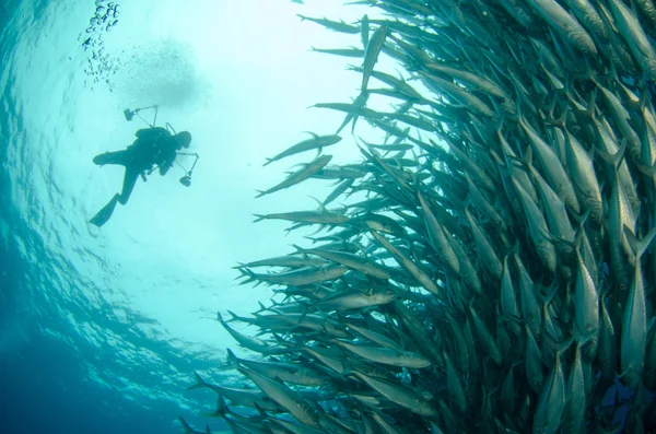 Trevally school — Stockfoto