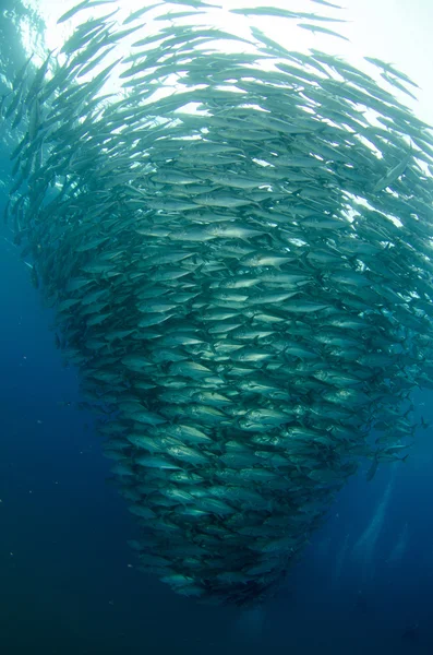 Trevally school — Stock Photo, Image