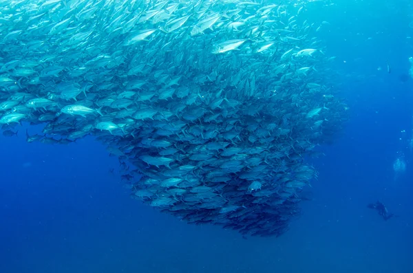 Trevally school — Stock Photo, Image