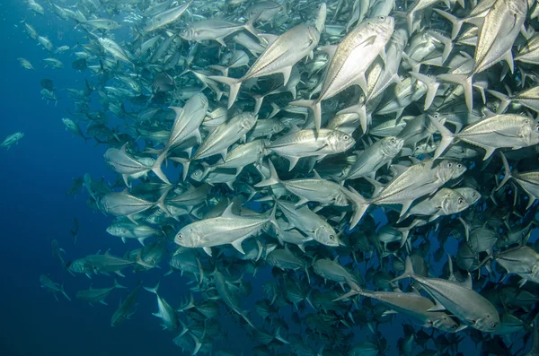 Escola de Trevally — Fotografia de Stock