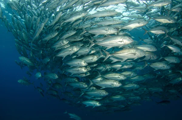 Trevally school — Stock Photo, Image