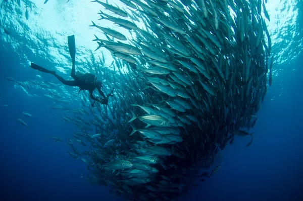 Trevally skola — Stockfoto