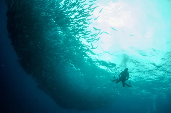 Trevally školy — Stock fotografie