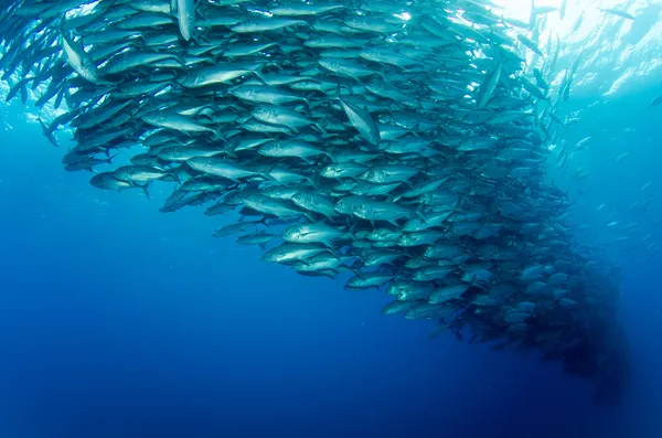 Escola de Trevally — Fotografia de Stock