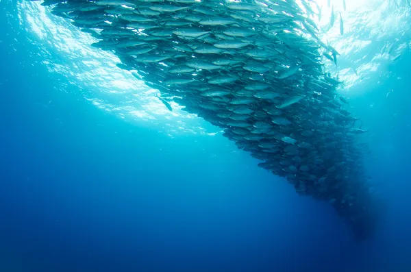 Trevally školy — Stock fotografie