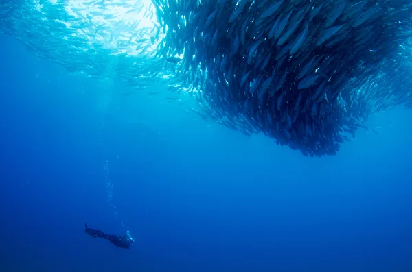 Trevally Okulu — Stok fotoğraf