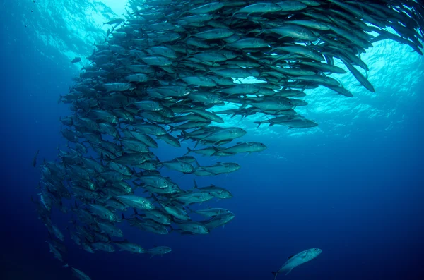 Escola de Trevally — Fotografia de Stock