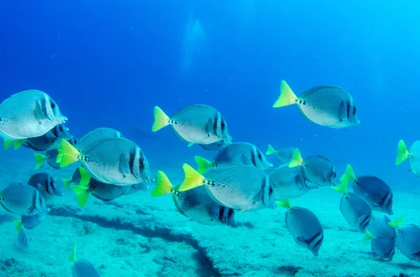 Surgeonfish — Stock Photo, Image