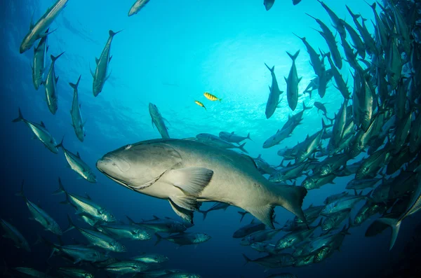 Groupers from the sea of cortez — Stock Photo, Image