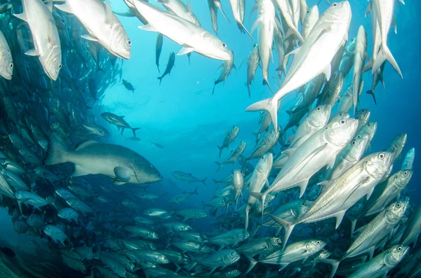 Trevally школи — стокове фото