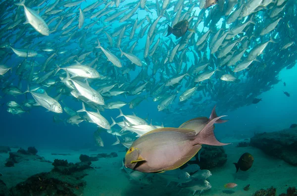 Parrotfish — Stock Photo, Image