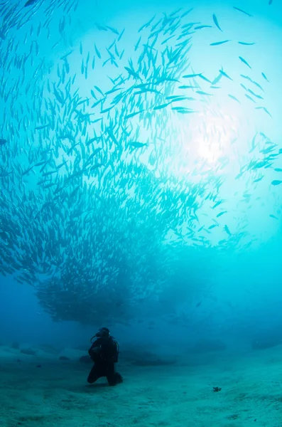 Duikers interactie met onderwater leven — Stockfoto