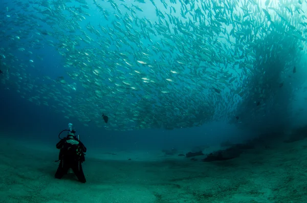 Divers interacting with underwater life — Stock Photo, Image