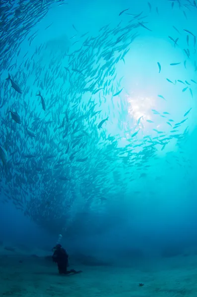 Різноманітні взаємодії з підводним життям — стокове фото