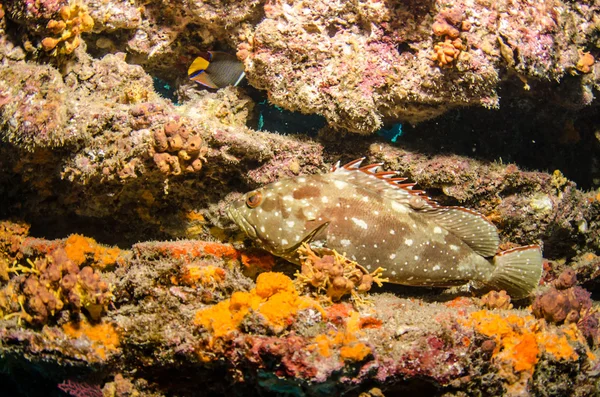 Récifs de la mer de Cortez — Photo