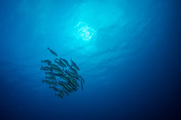 Mare caraibico subacqueo — Foto Stock