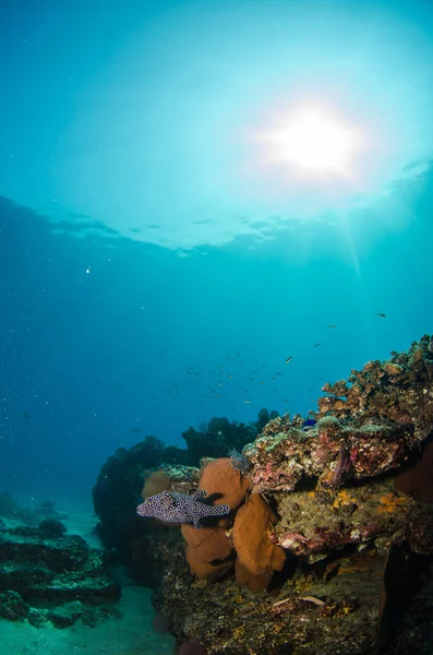 Riffen van de zee van cortez — Stockfoto