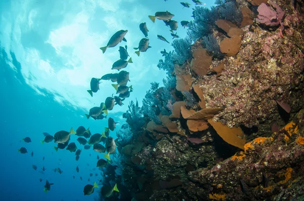 Cortez の海から岩礁 — ストック写真