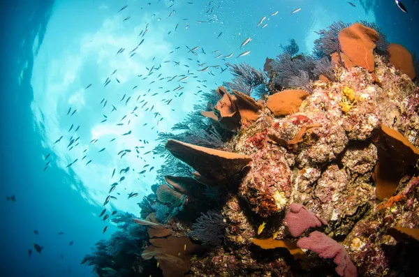 Cortez の海から岩礁 — ストック写真