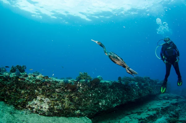 Buceador y mundo submarino — Foto de Stock