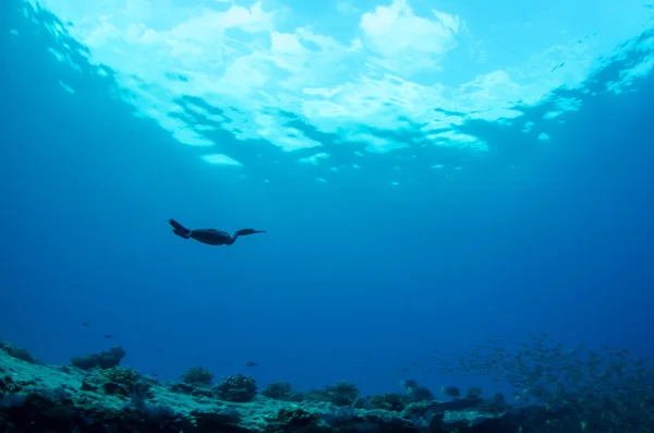 Underwater caribbean sea — Stock Photo, Image